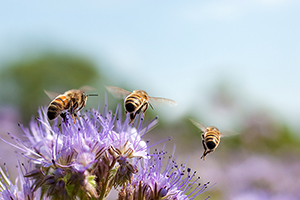 Insektengiftallergie - Image 1 - Livocab - de-DE