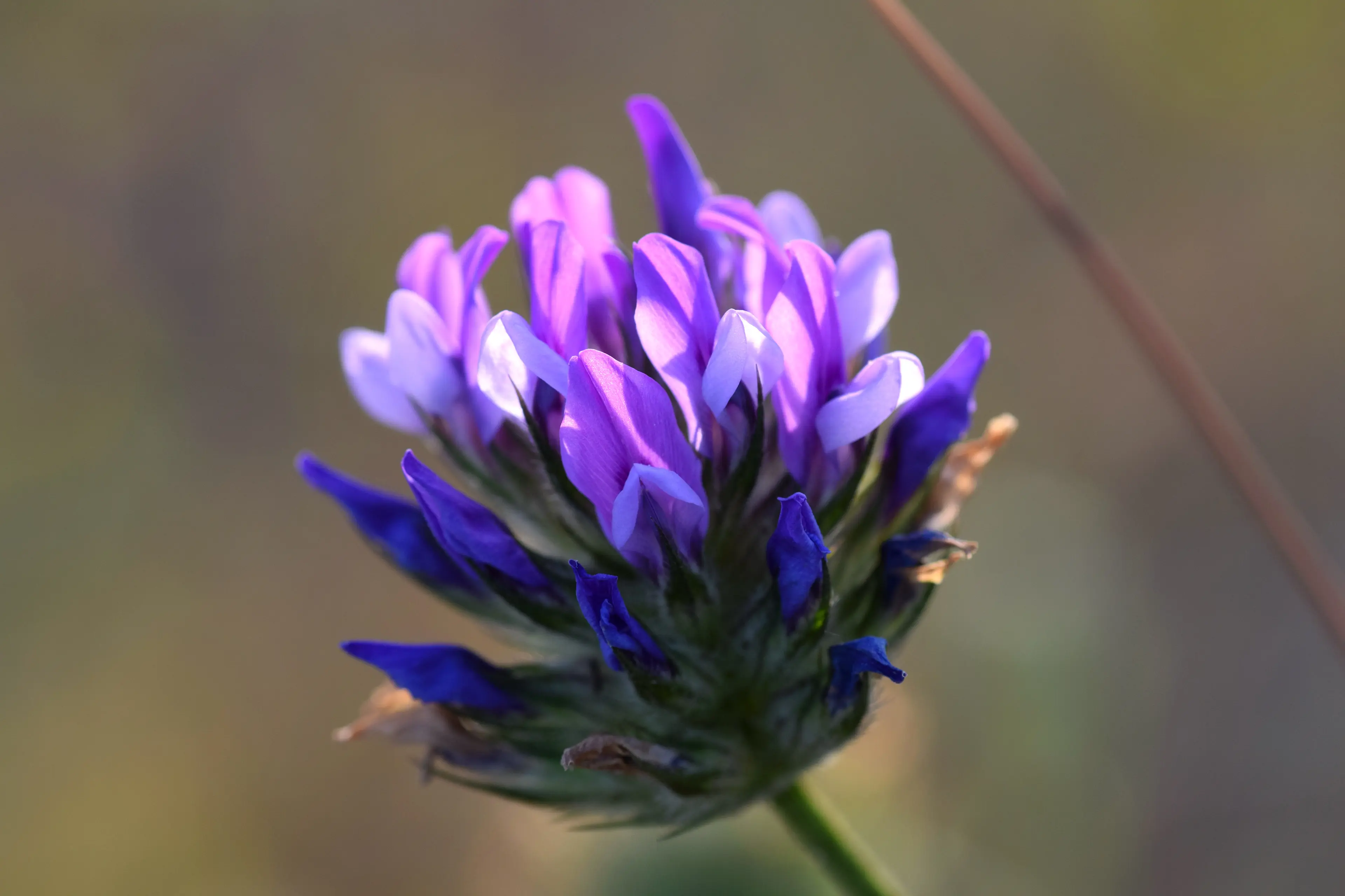 Blüte der Psoralea corylifolia – der Heilpflanze aus der Bakuchiol gewonnen wird.