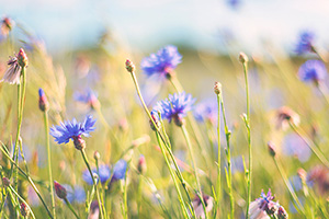 Kornblumen auf einer Wiese