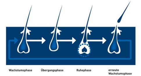 Die 4 Phasen des Haarwachstums