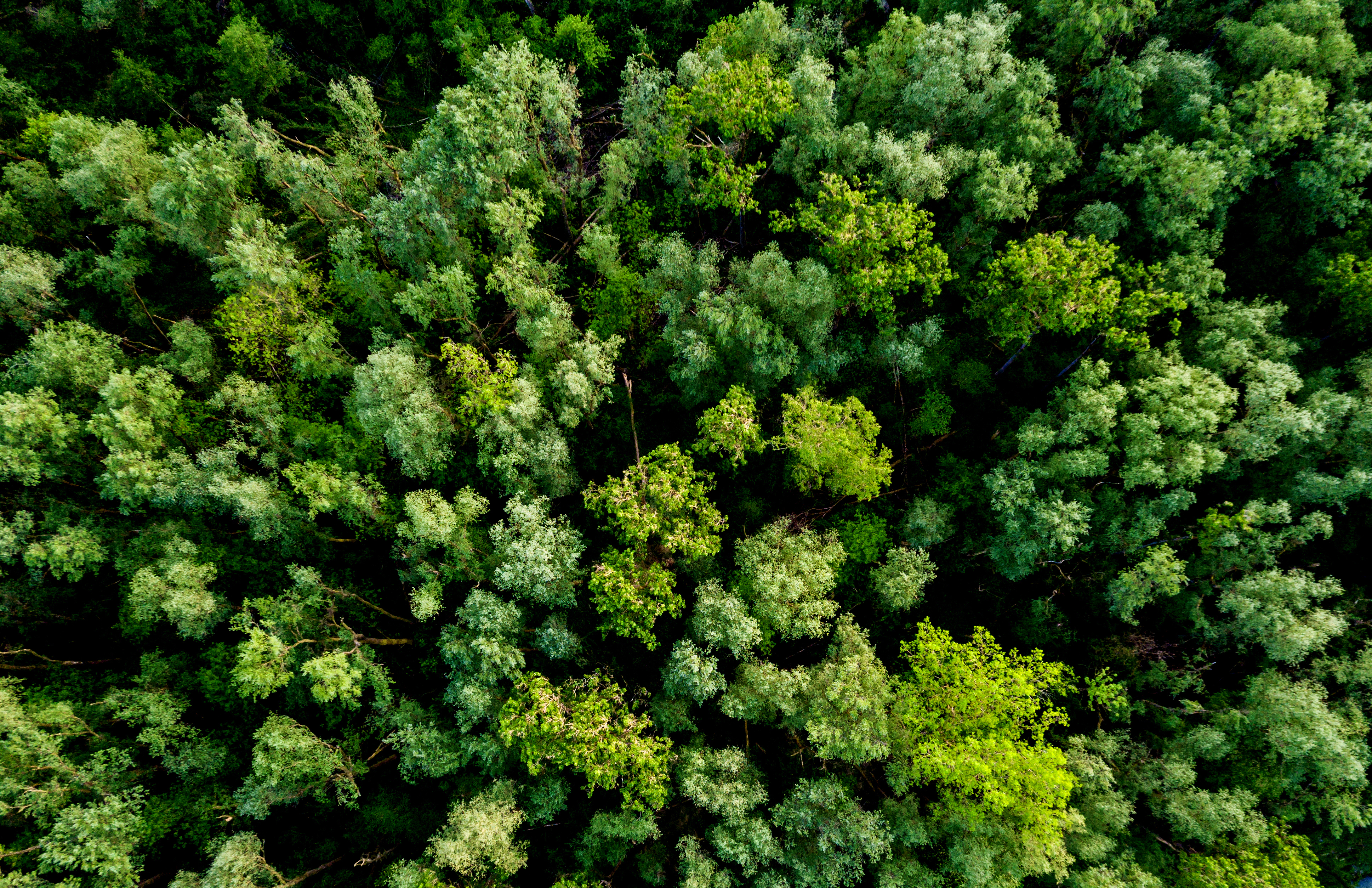 Blick auf einen grünen Wald von oben