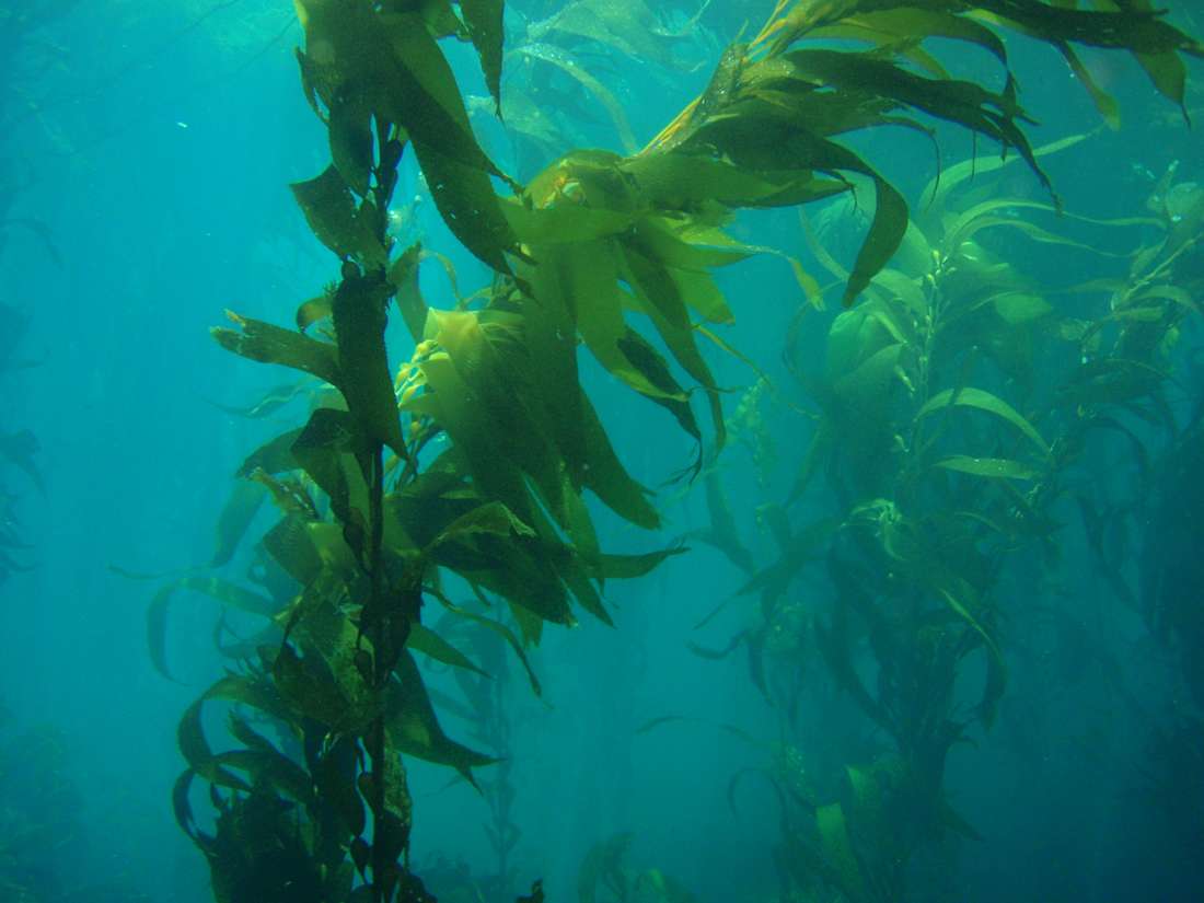 The KelpDAO exploit, together with an incident three weeks earlier, surfaces a tension DeFi has not fully addressed. (Photo: National Oceanic and Atmospheric Administration photo library)