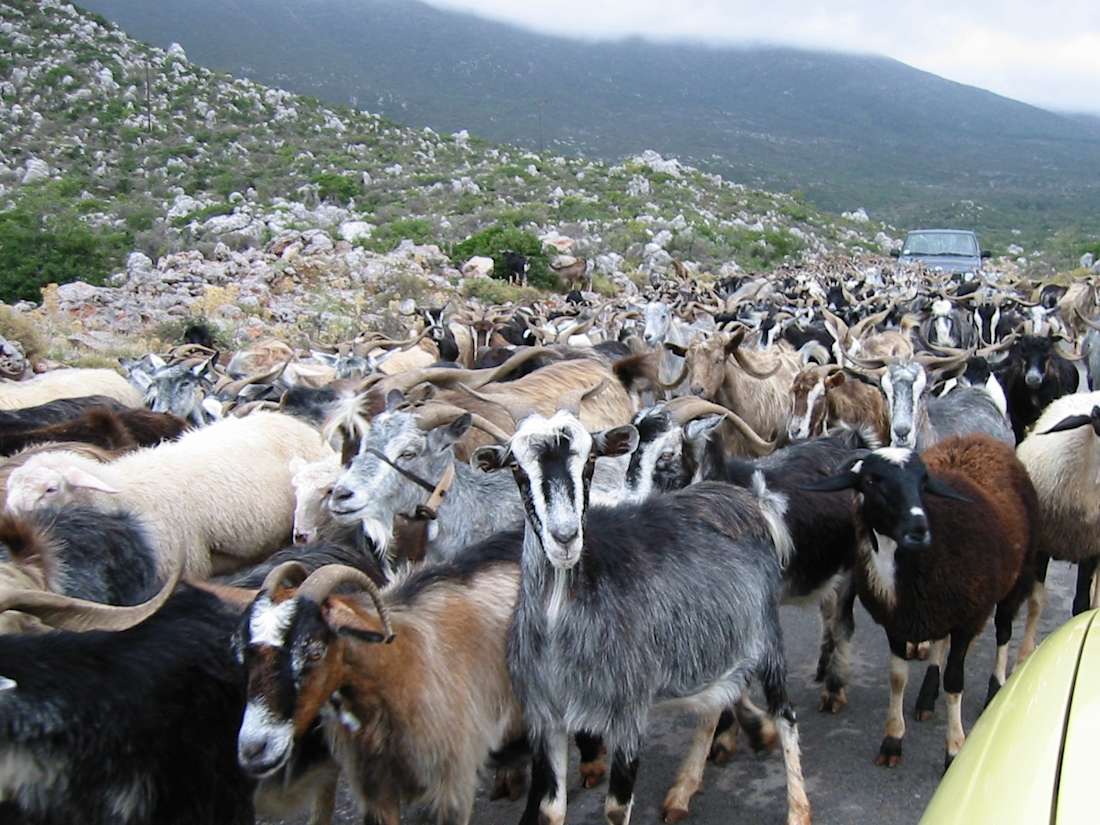 Herd Of Goats (Public domain image via Wikimedia Commons)