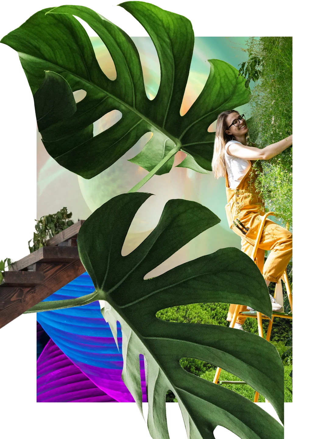 植物関連のコラージュ。大きなモンステラの葉 2 枚。背景に観葉植物が置かれた階段。はしごに乗って植物の世話をしている、黄色いオーバーオール姿の白人女性。
