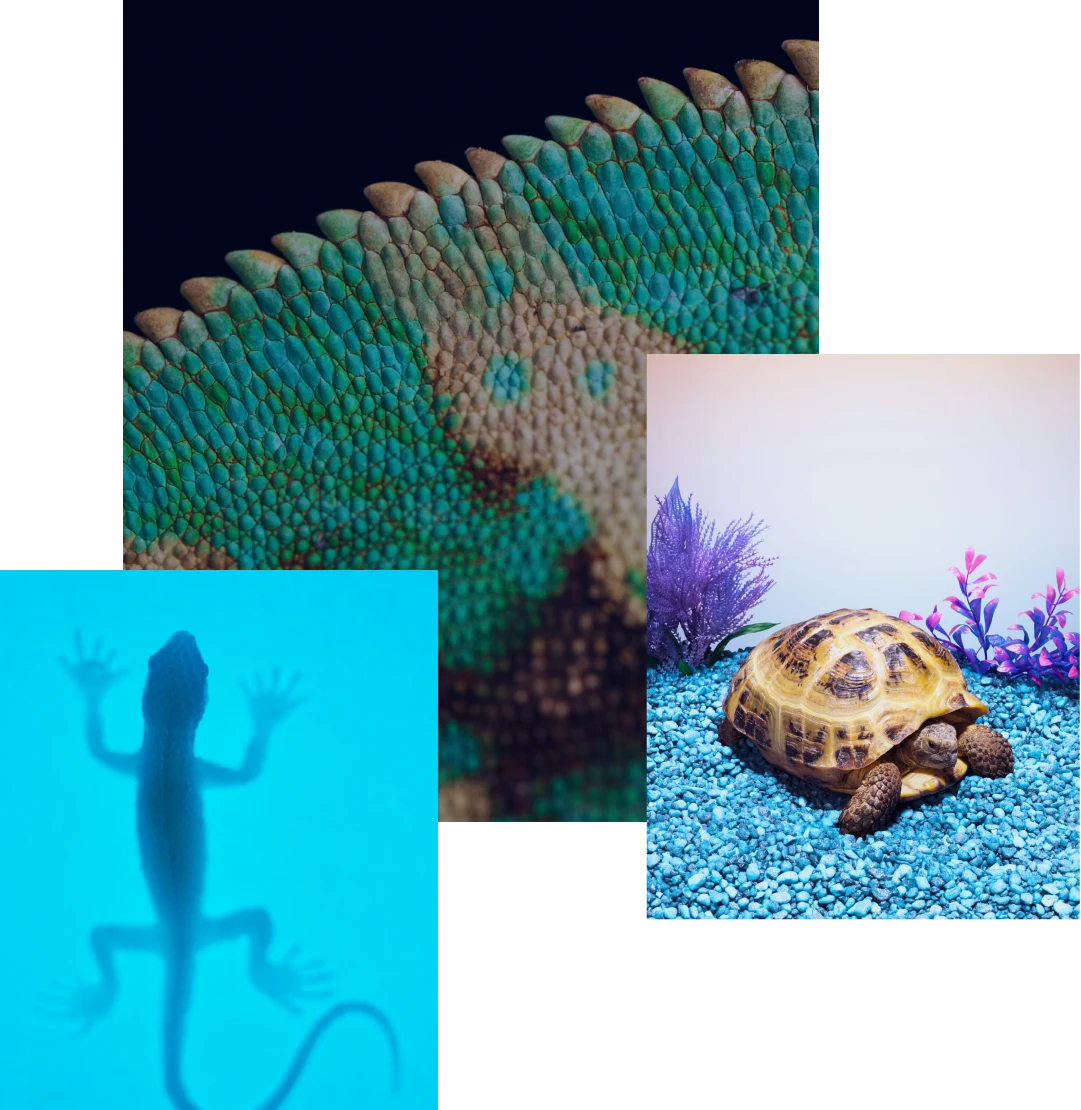 Image cluster featuring the silhouette of a gecko against a neon blue background, a close-up of a chameleon’s green and blue scales and a turtle sitting on blue pebbles in front of faux purple foliage