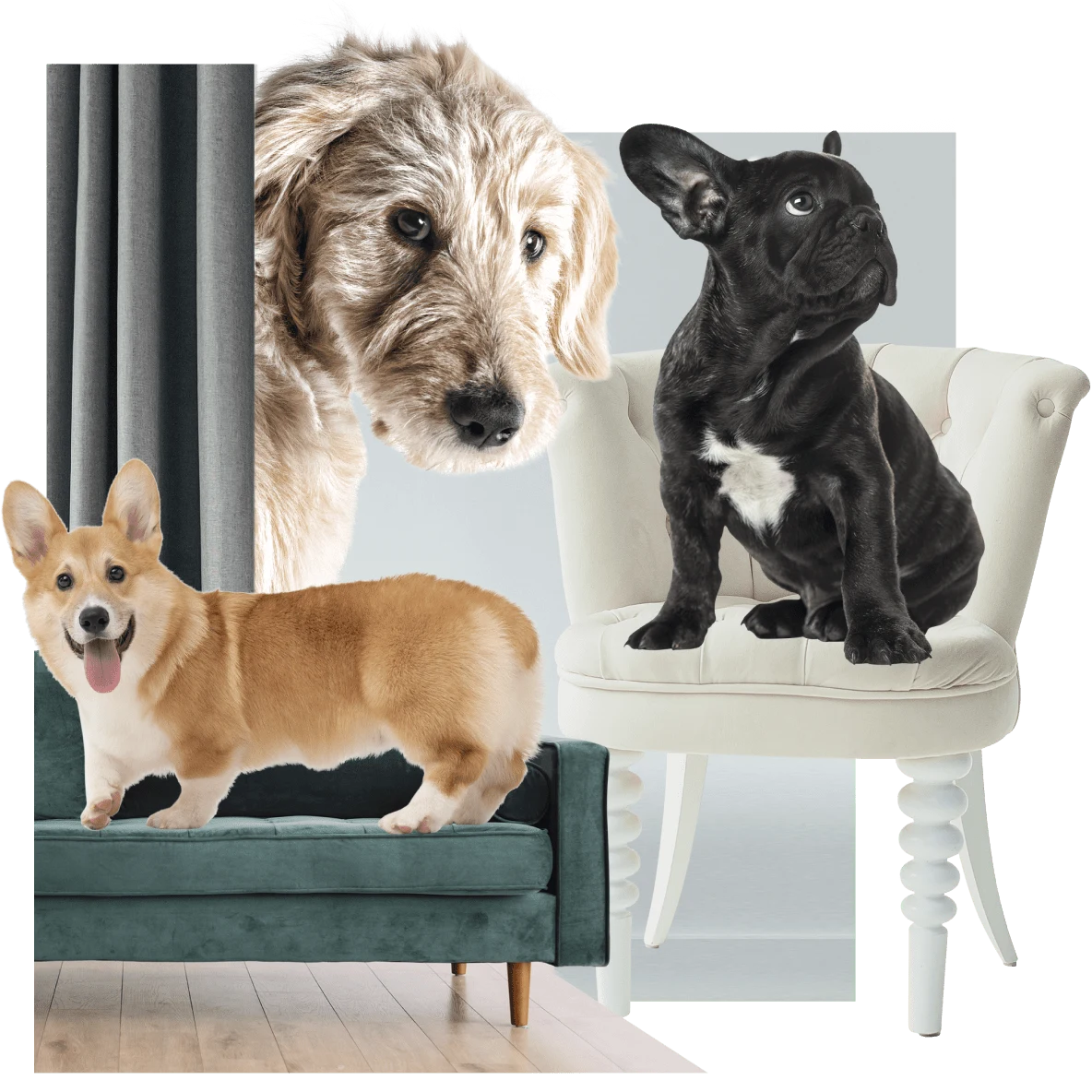 Corgi on a green couch at left. French bulldog on a white chair at right. Irish Wolfhound at back peeking its head out from behind a green curtain.