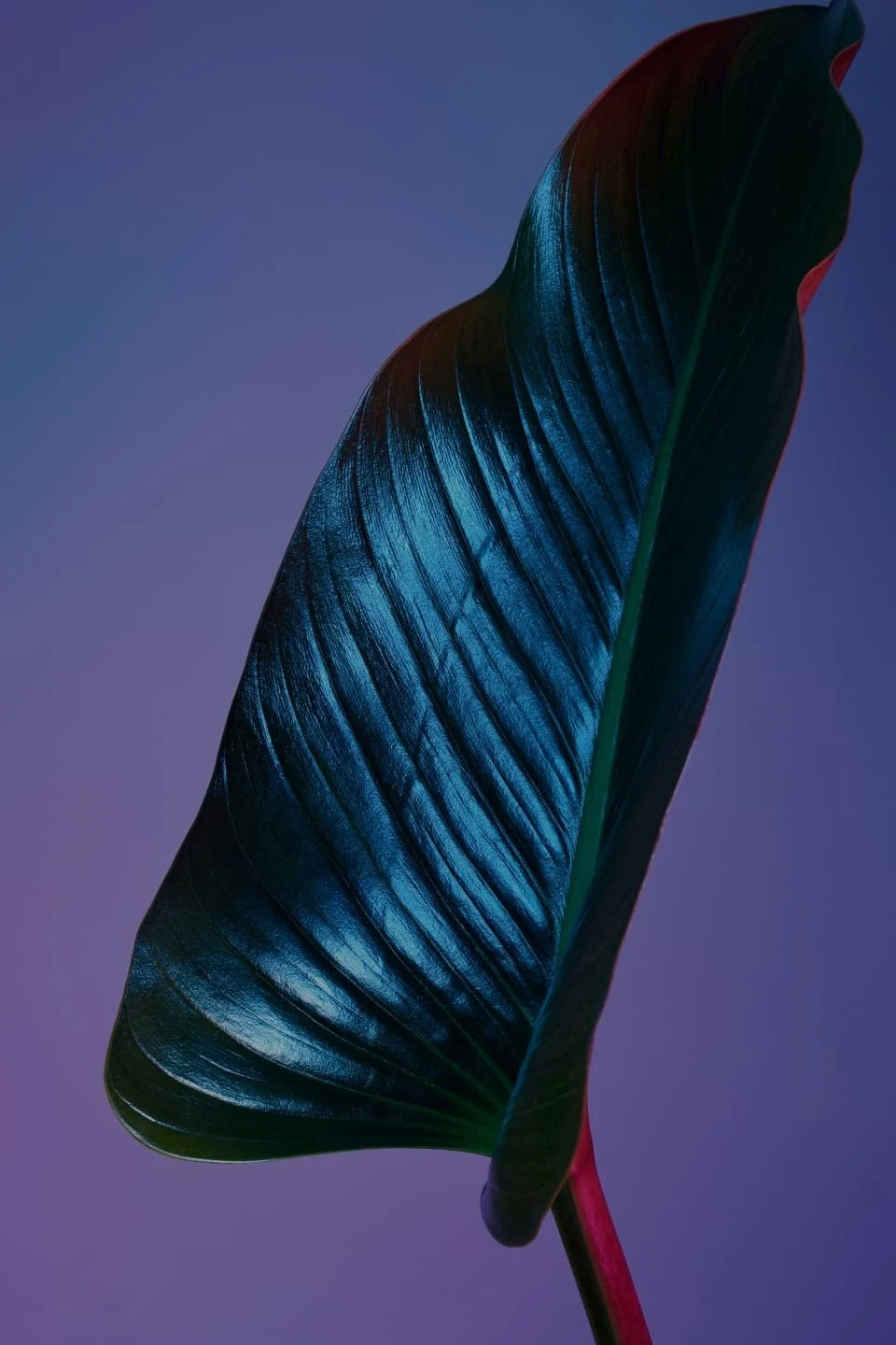 Dark green plant leaf in front of a purple backdrop