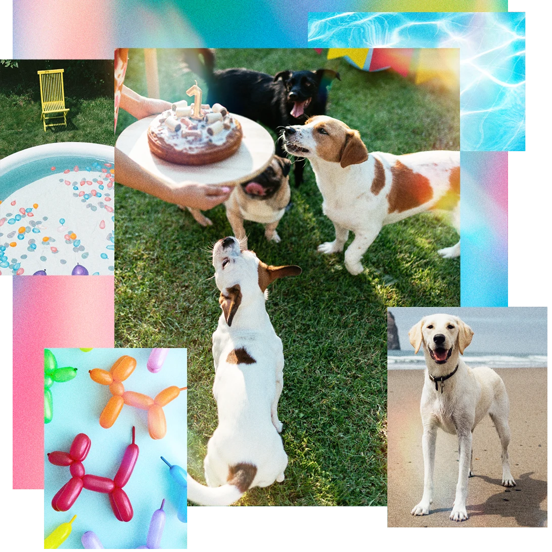 Varie immagini di festeggiamenti per cani che raffigurano piscine con palloncini e palloncini a forma di cane. 