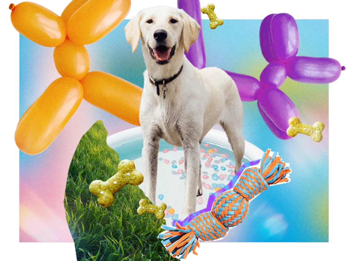 Collage que muestra un cachorro amante de la piscina, golosinas para perros, globos en forma de perros y juguetes para perros.