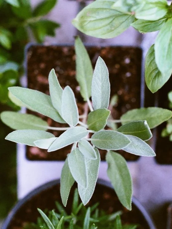 植物の葉のクローズアップ画像