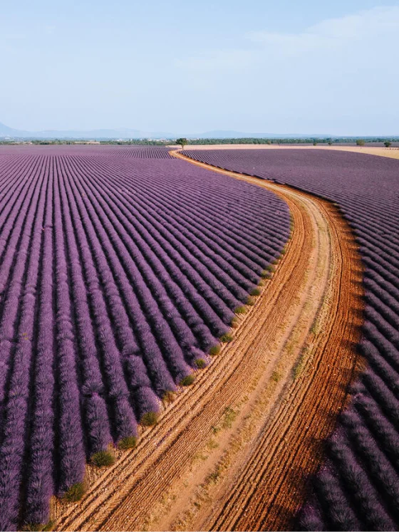 Ein Feldweg, der durch Lavendelfelder führt, aus der Vogelperspektive.