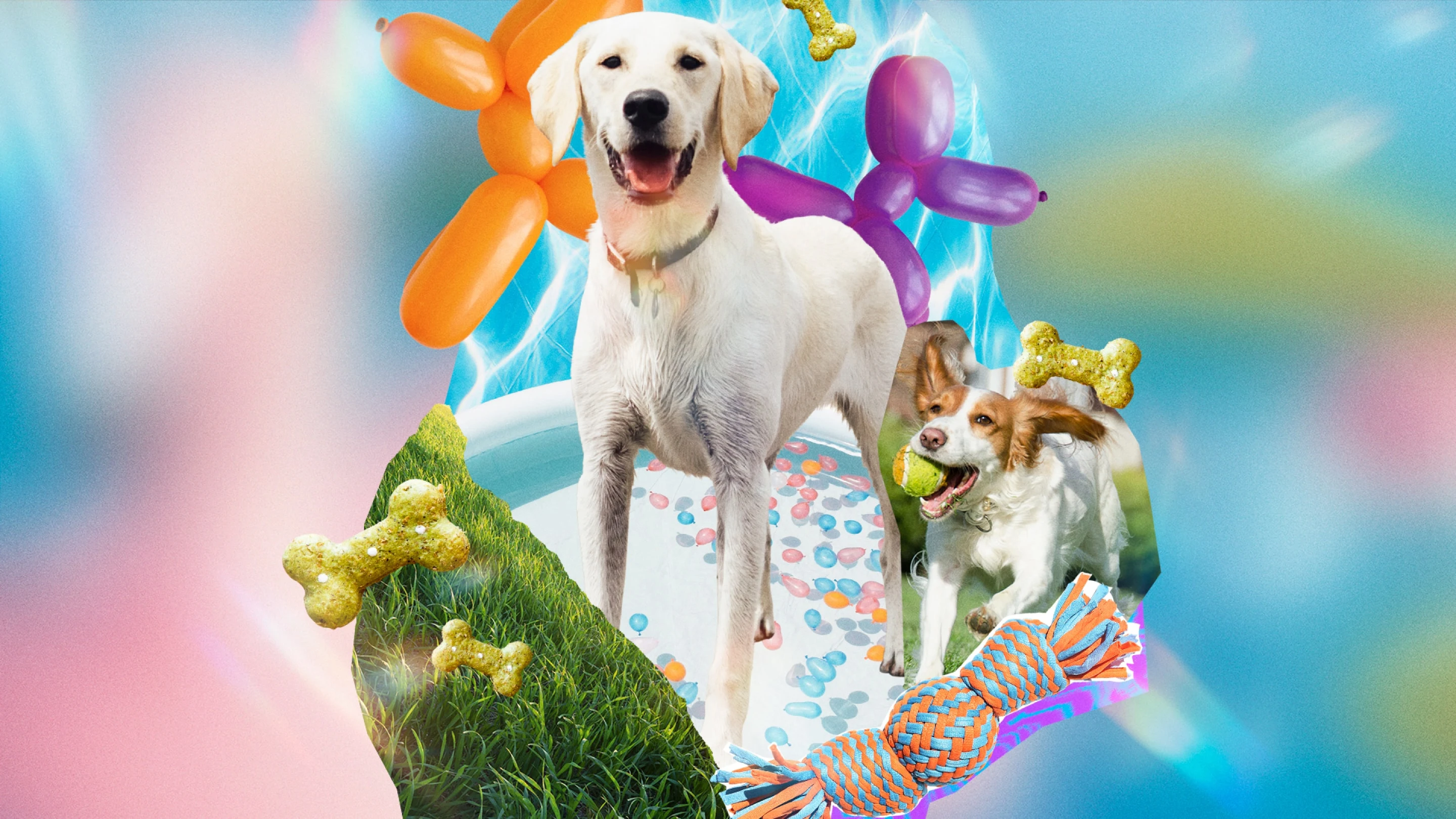 A canine-themed collage of pool-loving pups, dog treats, balloon dogs and dog toys.
