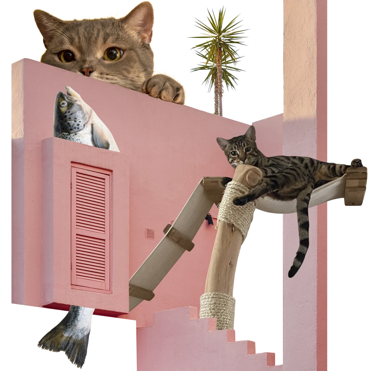 Façade rose vif avec la tête et la queue d'un poisson dépassant d'une fenêtre au volet fermé. À droite, chat tigré se reposant sur un petit hamac. Chat roux qui regarde du haut du mur.