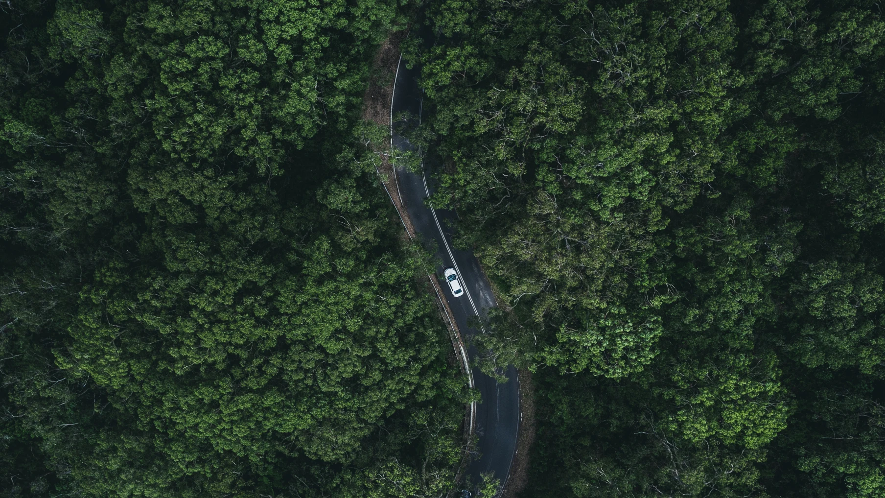 Aerial view of a white car on a highway in the middle of a lush forest