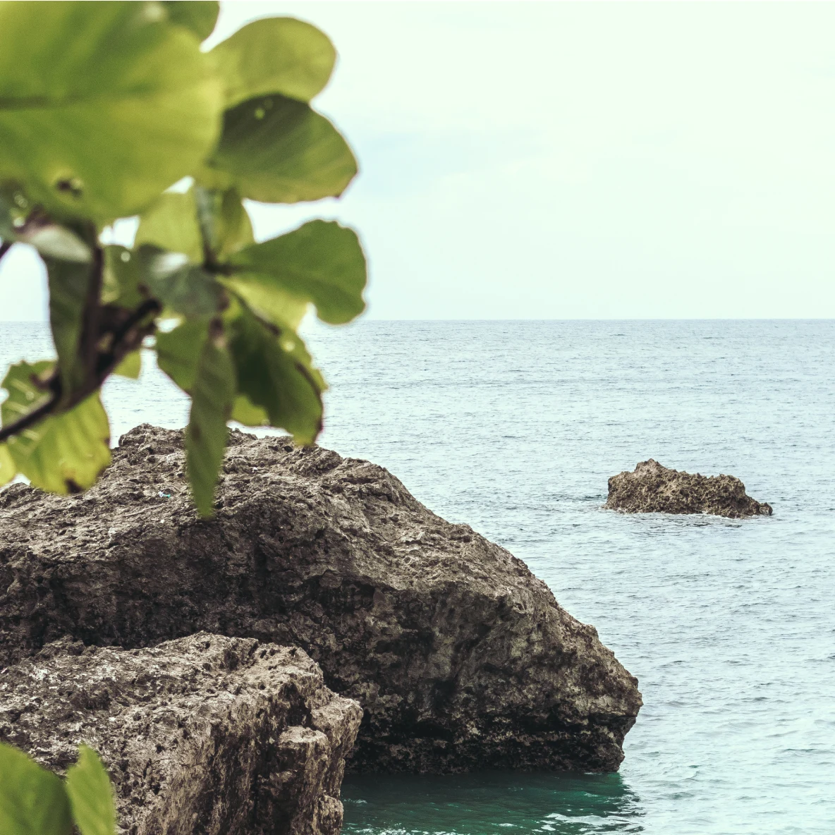 Green leaves in the foreground of three large rocks in the ocean