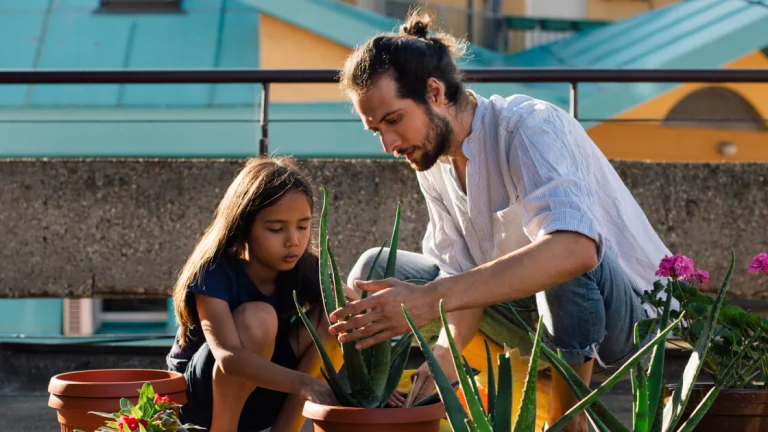 A father and daughter duo plant aloe in their outdoor garden.