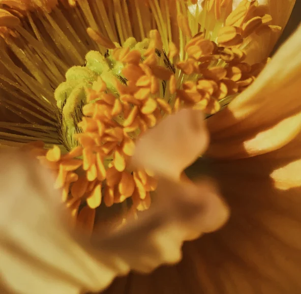 Closeup on the inside of a yellow flower