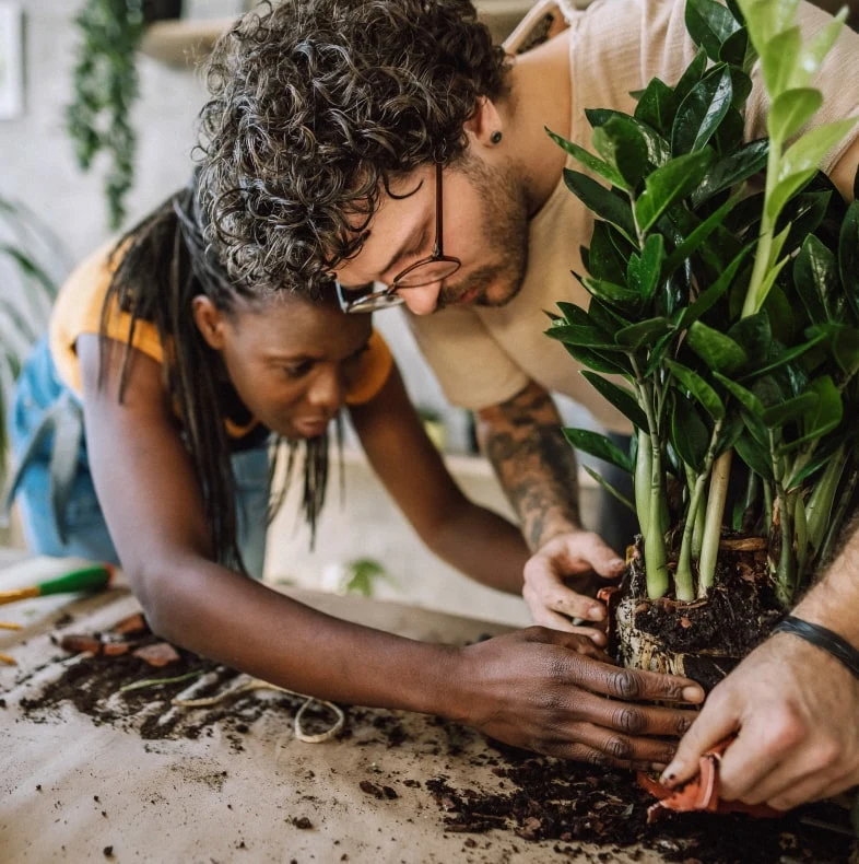 People planting a plant