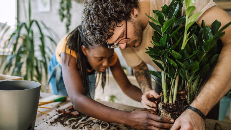 Mixed Paar topft eine Pflanze im Haus um