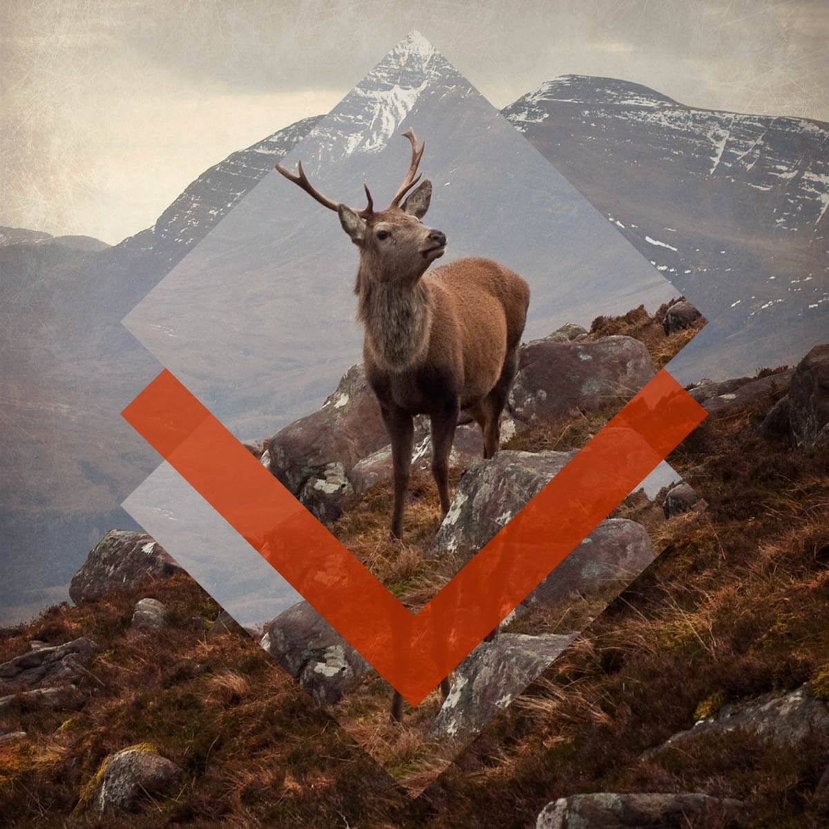 make digital art collages online at picmonkey