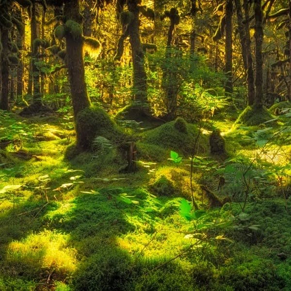 A moss covered forest near Kodiak, Alaska.