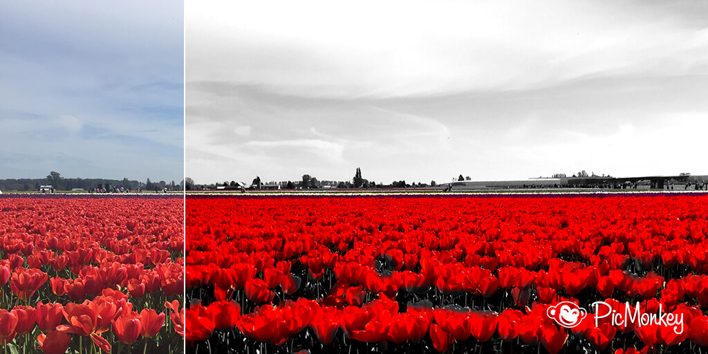 Make a color pop image with PicMonkey Mobile| PicMonkey