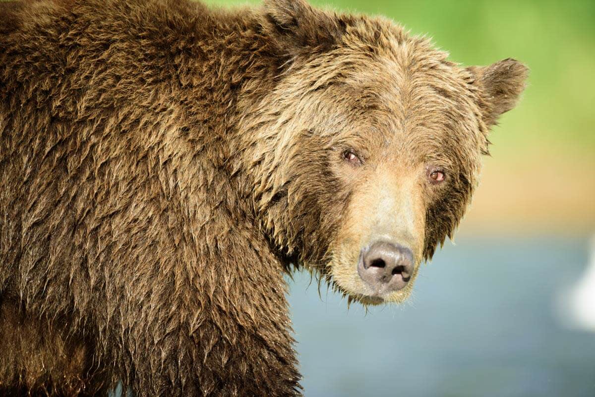 Grizzly Bear Photography in Alaska | PicMonkey