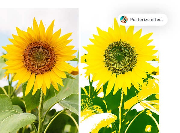 Sunflowers before and after PicMonkey's posterize effect
