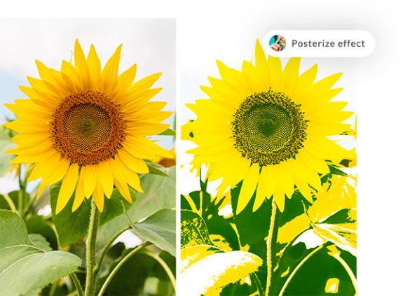 Sunflowers before and after PicMonkey's posterize effect