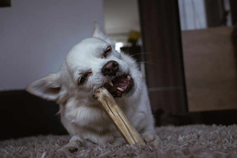 dogfooding in product management