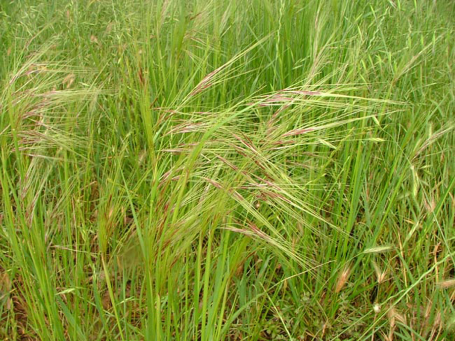 Council Tackles Chilean Needle Grass
