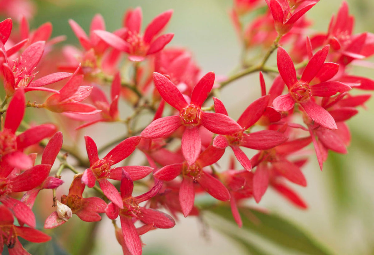 Ceratopetalum gummiferum