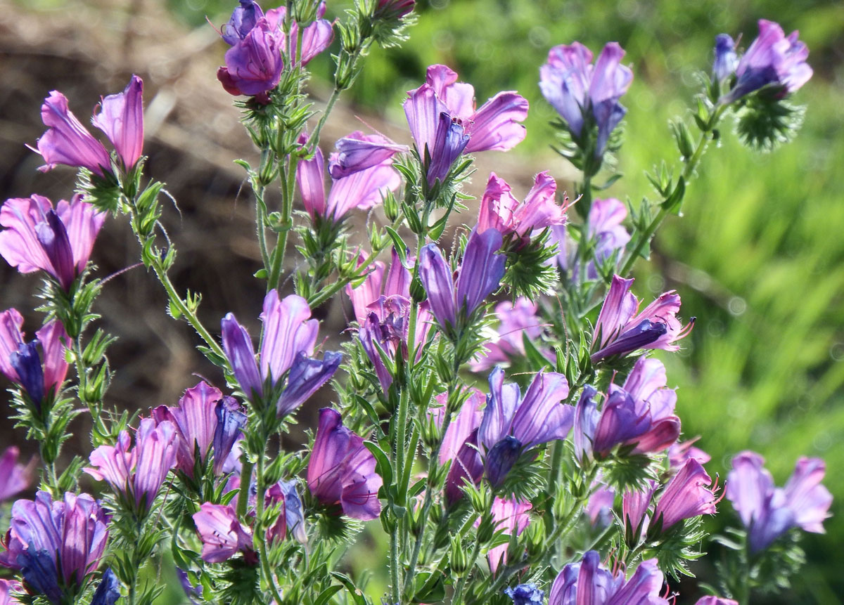 Patersons-Curse.jpg?fit=fill&w