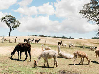 Breakfast-With-Alpacas-and-llamas-At-Alpaca-Magic