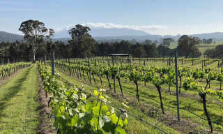 NSW Wine Industry Association Survey