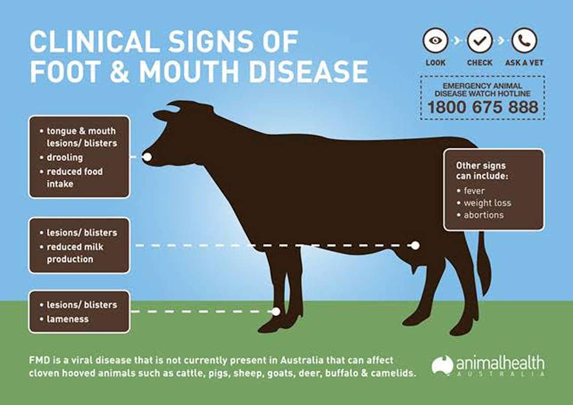 Traveller Alert Foot and Mouth Disease in Bali The Yass Phoenix Yass Region News and