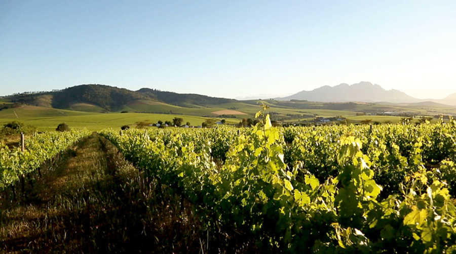 sustainable winegrowing