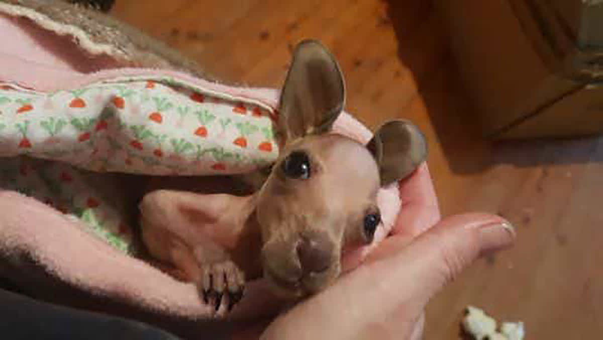 What To Do if You Hit a Kangaroo with Your Car The Yass Phoenix