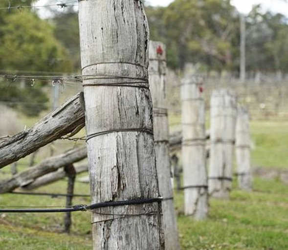 Want-to-Get-Rid-of-Treated-Timber-Vineyard-Posts