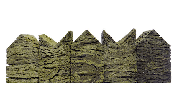 Algae Anatomy