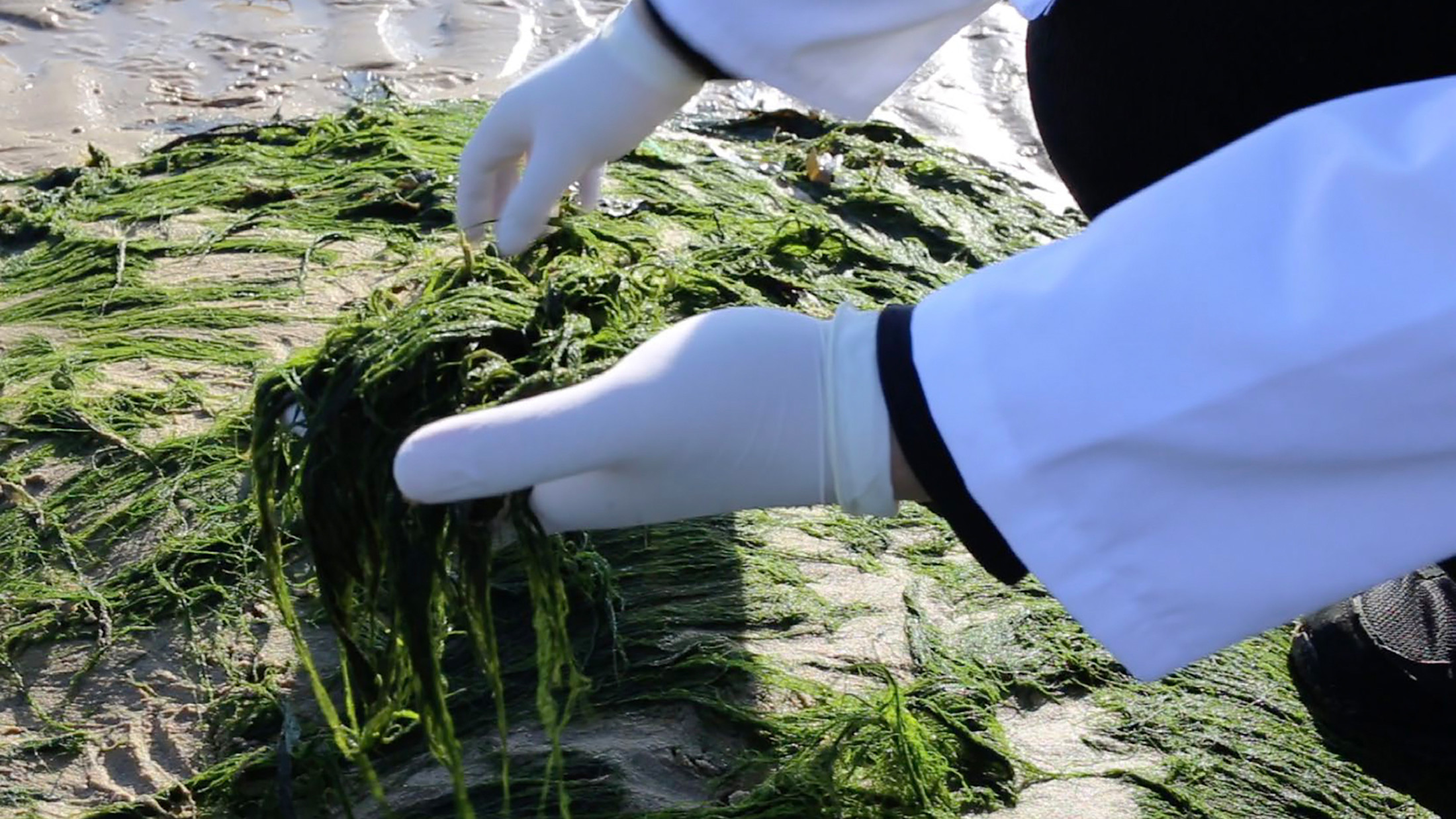 How Do Algae Support Their Bodies Algae Anatomy