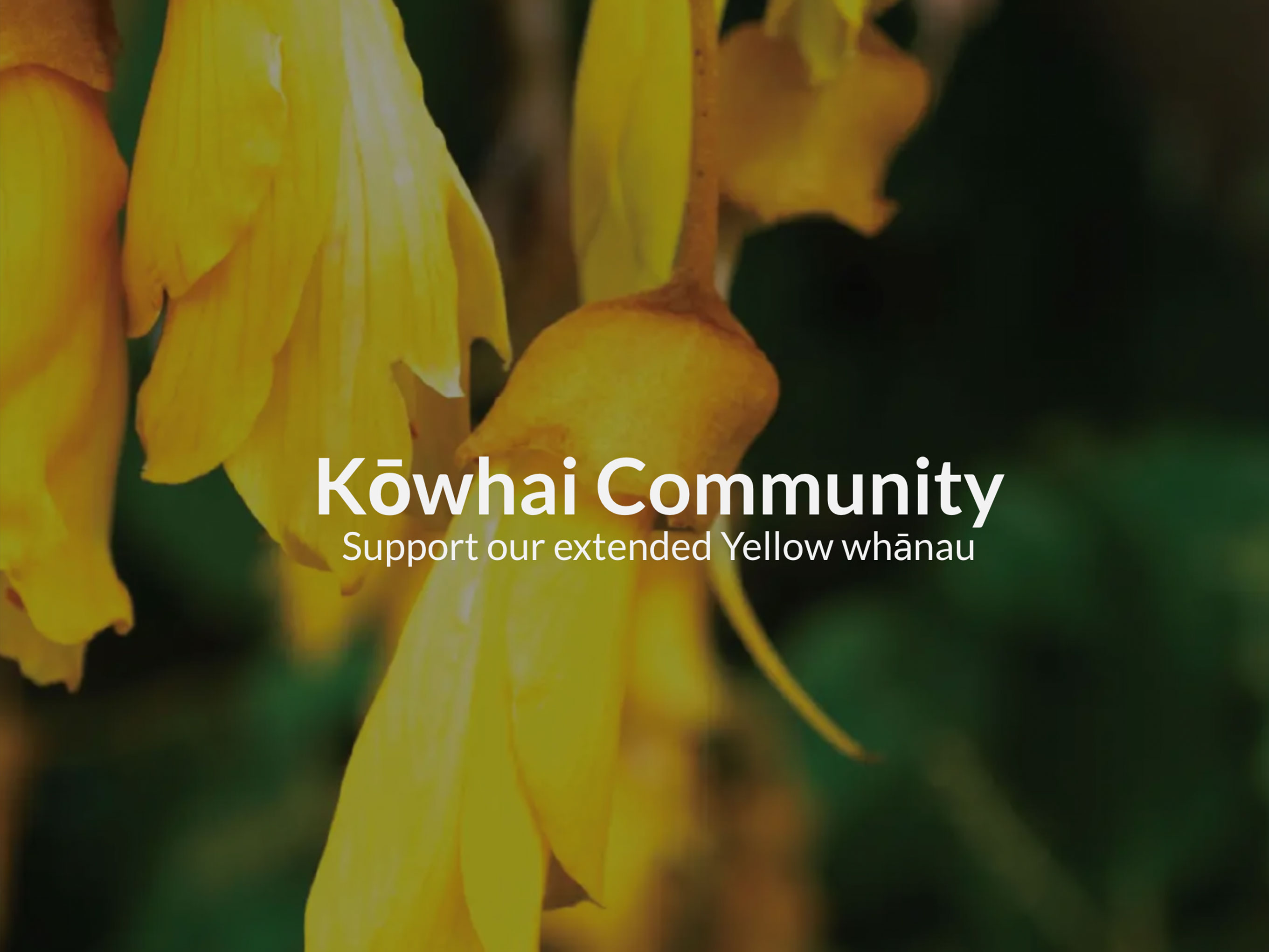 Image of Kowhai flower with Kowhai Community overlay