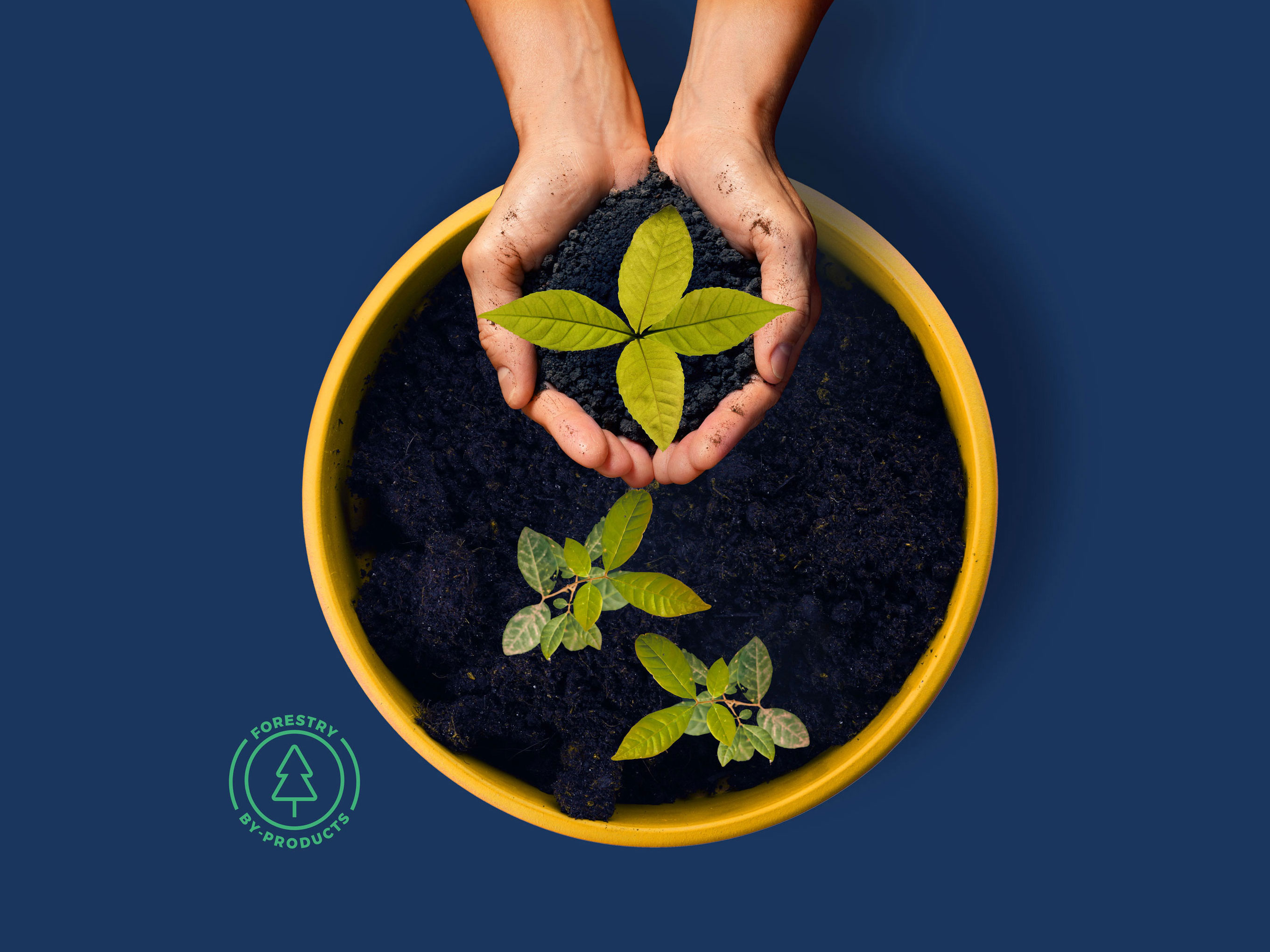 Image of a hand with a seedling on a pot