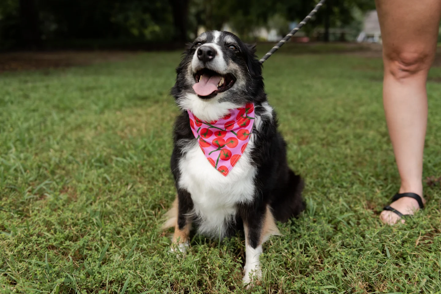 25_8_DogBandana_Blog-43-2048x1367
