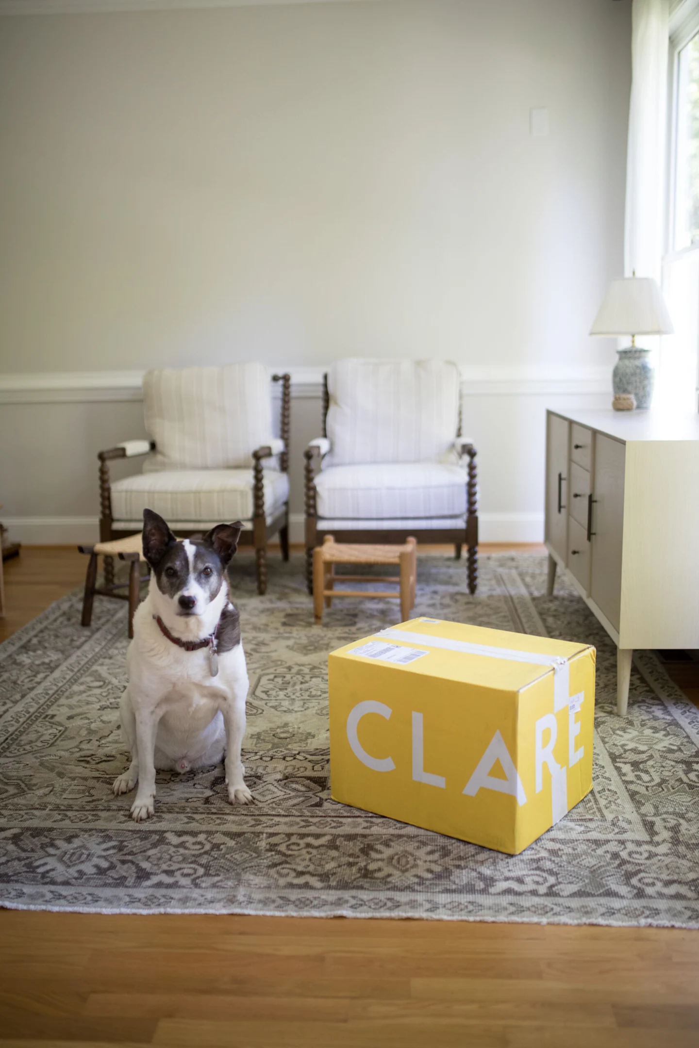 A white dog with dark brown ears and face, along with a brown patch on its right shoulder, sits next to a yellow box on the floor that says “Clare” in white all caps as it’s a box from Clare Paint. Two brown chairs covered in white cushions sit behind the