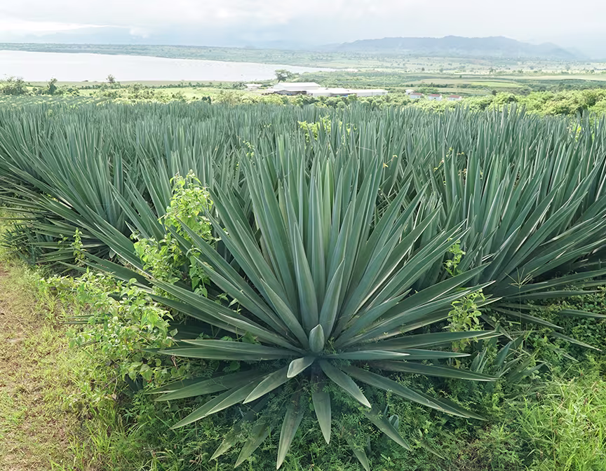 Sisal plants on a farm