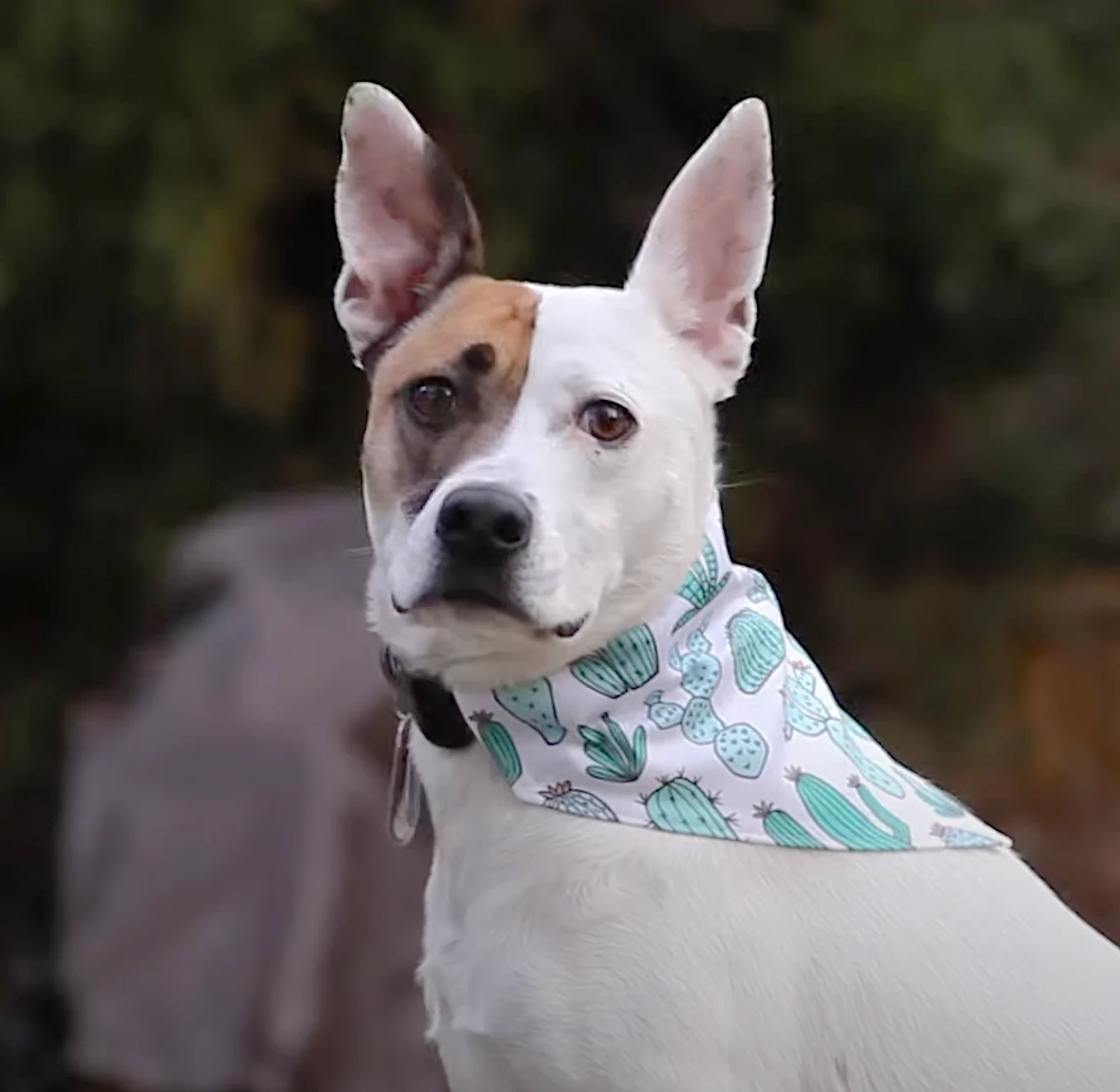 A white dog with a brown patch over her right eye wears a dog bandana featuring a design with a white background and green cacti