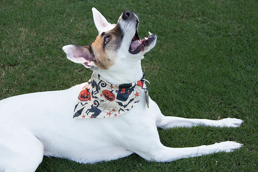 Spoonflower_Blog_Alli_DIY-dog-bandana-1