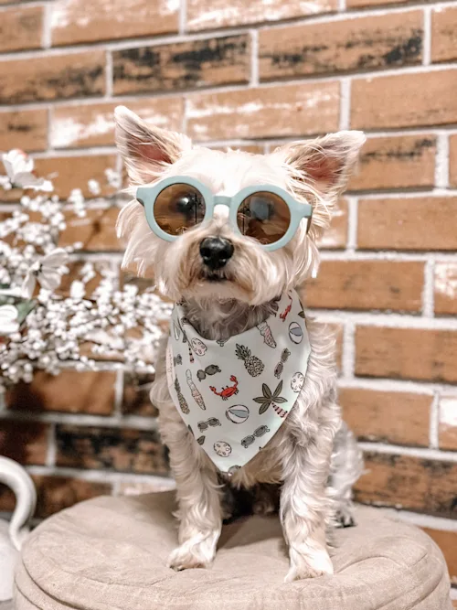 A dog wears a bandana from The Whimsy Dog