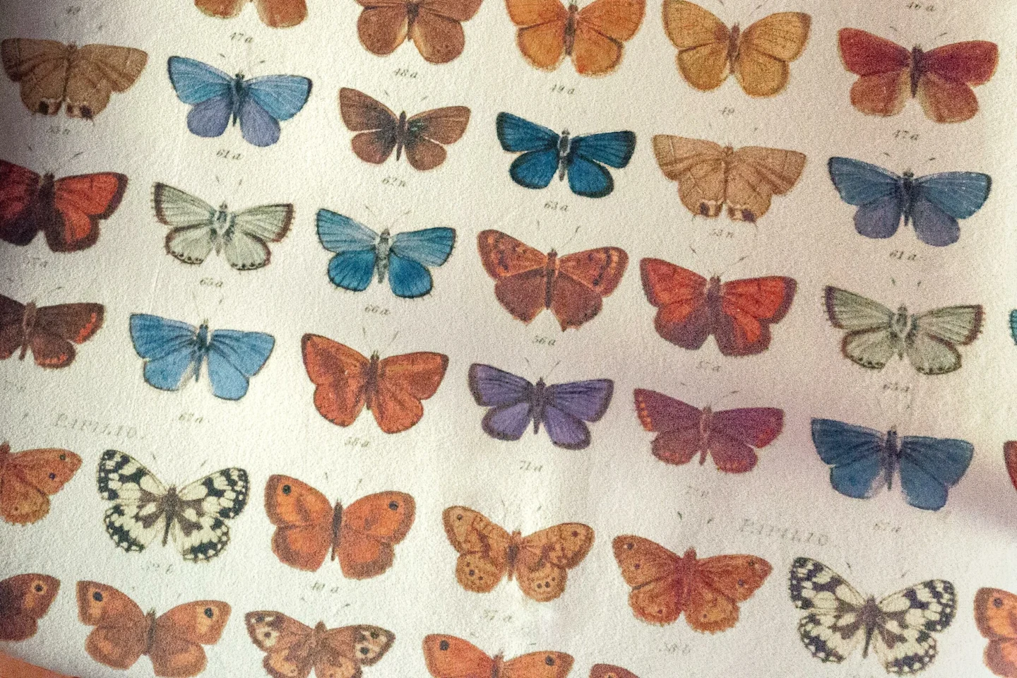 A close up of the butterfly jewel-tone design Jewel chose for her project.